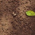 Debunking Myths: Understanding Soil Fertility Improvement