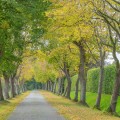 Optimize Soil Fertility and Tree Health with Expert Maintenance