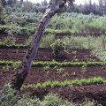 Enhancing Soil Fertility Through Agroforestry Systems