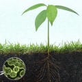 The Essential Role of Microorganisms in Enhancing Soil Fertility