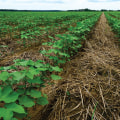 Enhancing Soil Fertility: Common Cover Crops and Their Benefits