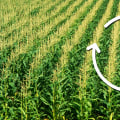 The Role of Crop Diversity in Enhancing Soil Fertility