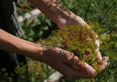 Identifying Poor Soil Fertility: Key Signs and Solutions for Improvement