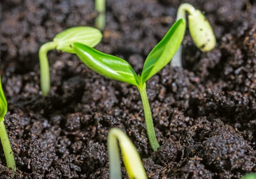 Effective Methods for Testing and Improving Soil Fertility