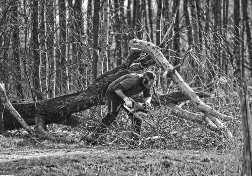 How Tree Removal Service in Philadelphia, PA Supports Soil Fertility Improvement for Healthier Landscapes