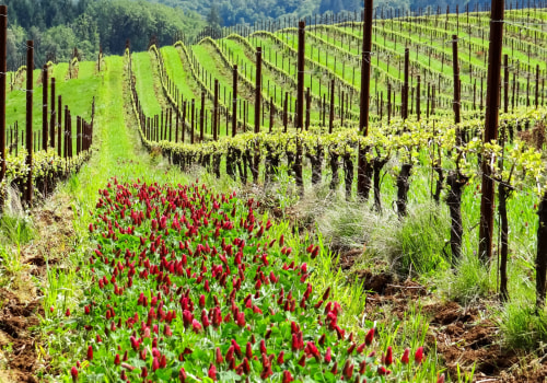 Enhancing Soil Fertility: The Role of Cover Crops