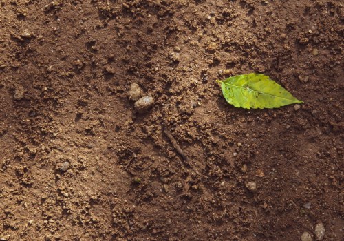 Debunking Myths: Understanding Soil Fertility Improvement