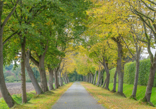 Optimize Soil Fertility and Tree Health with Expert Maintenance