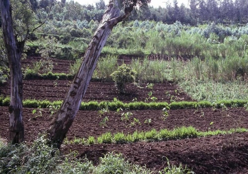 Enhancing Soil Fertility Through Agroforestry Systems