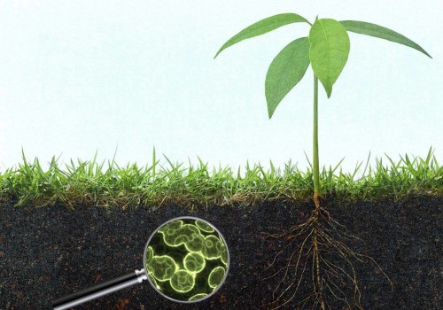 The Essential Role of Microorganisms in Enhancing Soil Fertility