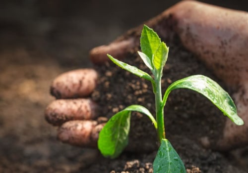 Understanding the Impact of Organic Matter on Soil Fertility Improvement