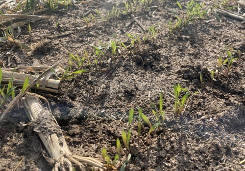 The Impact of Cover Crops on Soil Moisture and Water Retention for Enhanced Soil Fertility