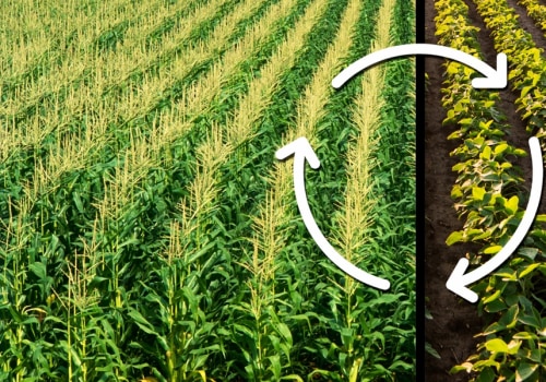 The Role of Crop Diversity in Enhancing Soil Fertility